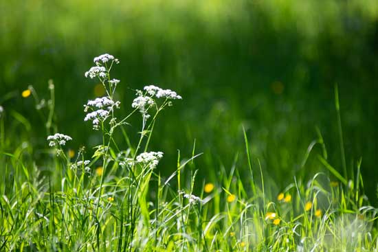 Germany’s Declining Flying Insect Population
